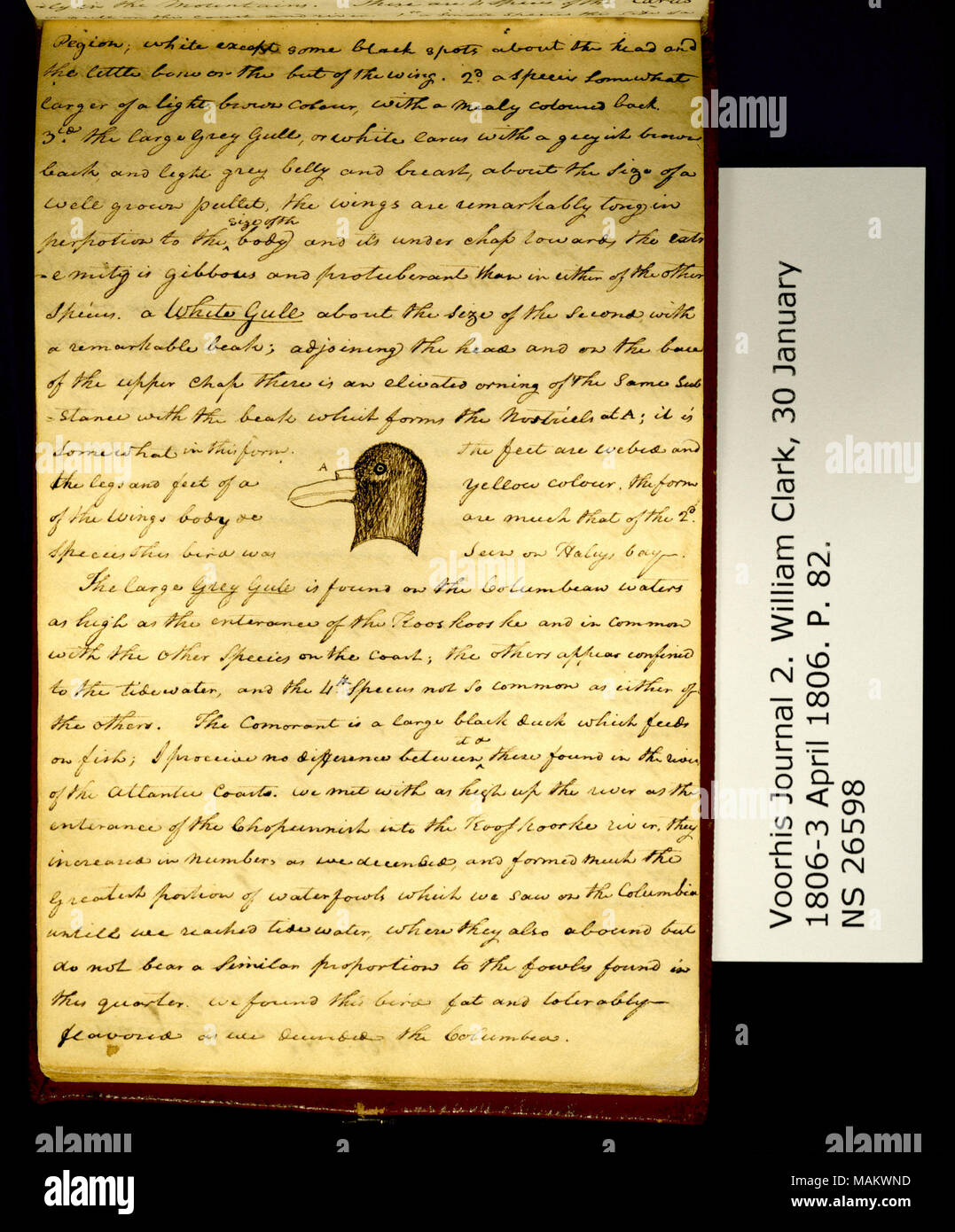 "Pegion; bianca tranne alcune macchie nere attorno alla testa. . .' Include disegno di "testa di un gabbiano bianco [fulmar settentrionale, Fulmarus glacialis]." Titolo: Clark Family collection: Volume 2. Voorhis Gazzetta n. 2, pagina 82, 6 marzo 1806 . 6 marzo 1806. Clark, William, 1770-1838 Foto Stock