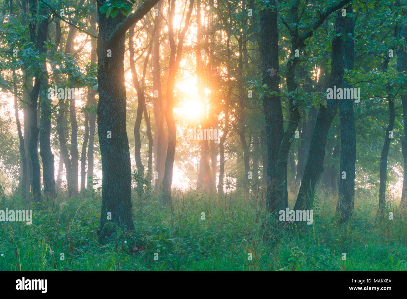 Molla verde foresta. Molla di mattina scena. Sole luminoso illumina le erbe e gli alberi in legno. Foto Stock Molla verde foresta. Molla di mattina scena. Sole luminoso illumina le erbe e gli alberi in legno. Foto Stock