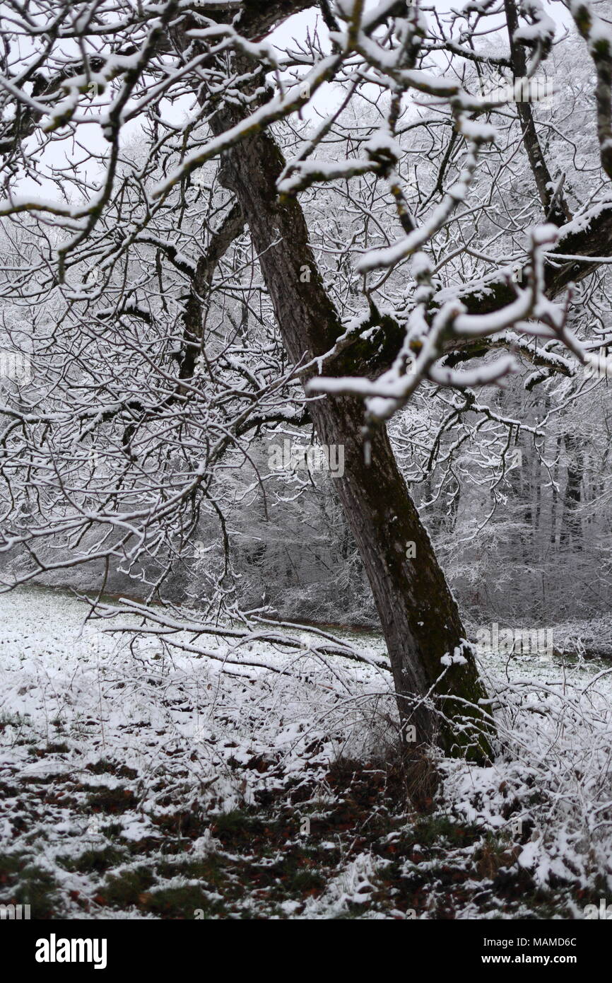 Inverno, bordo del bosco, rami ricoperti di neve, Foresta Nera Foto Stock