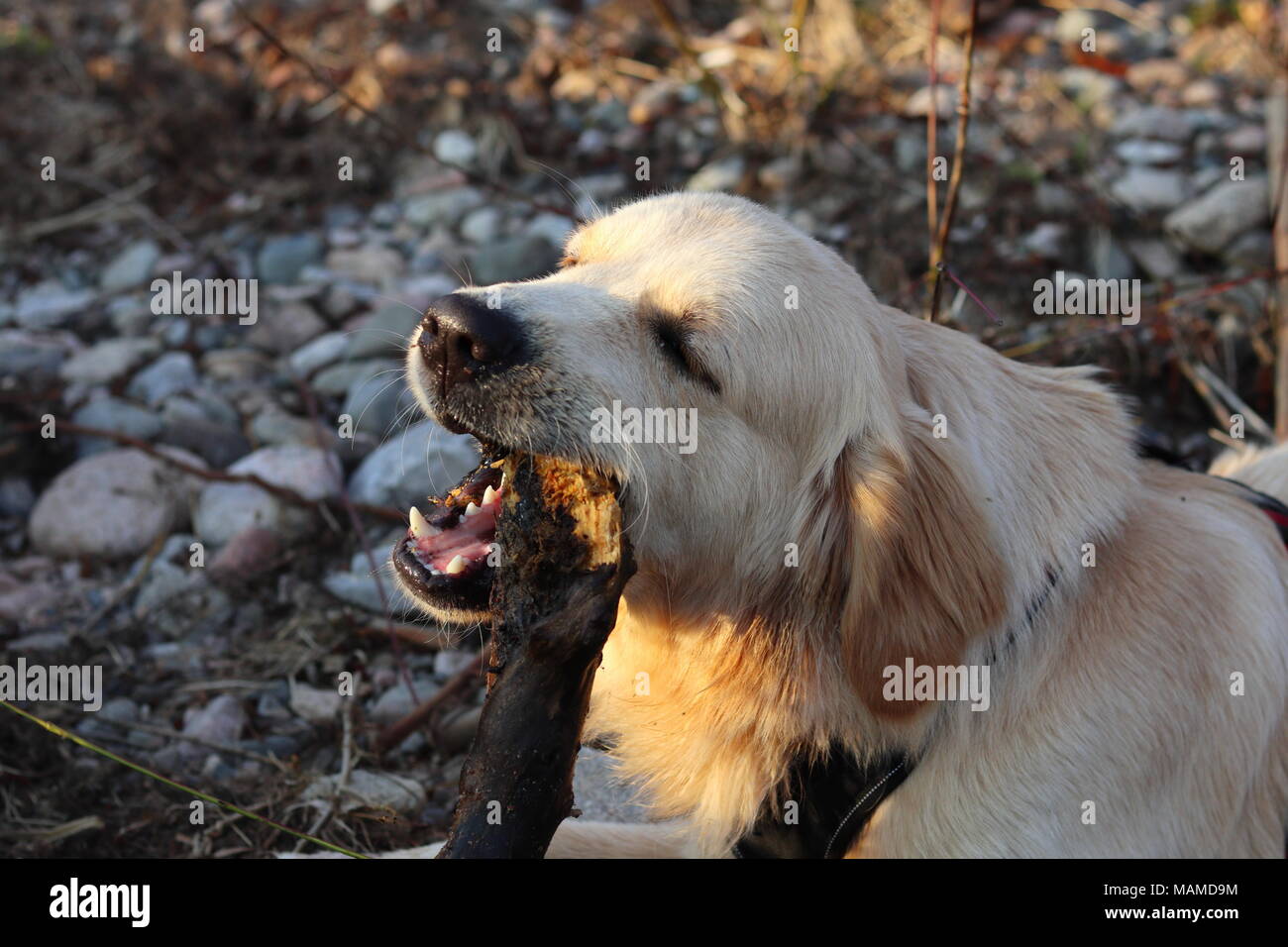 Cane, Golden Retriever masticare un bastone, gli occhi chiusi, la natura, la luce solare sulla pelliccia, ritratto, sfondo sfocato Foto Stock