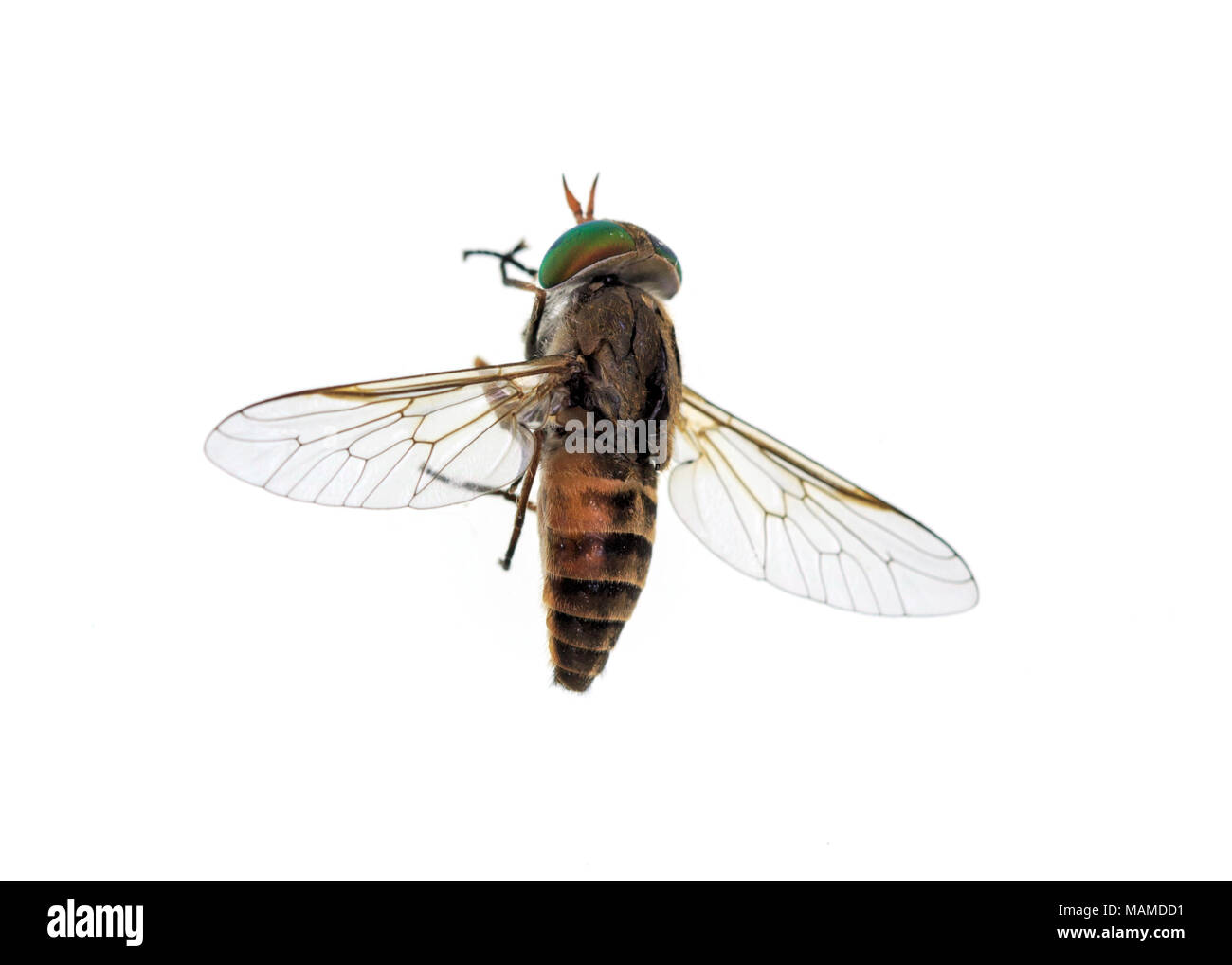 In alto di un cavallo-fly, un vero vola nella famiglia Tabanidae in ordine di insetti ditteri. Essi sono spesso grandi e agile in volo e le femmine bite ani Foto Stock