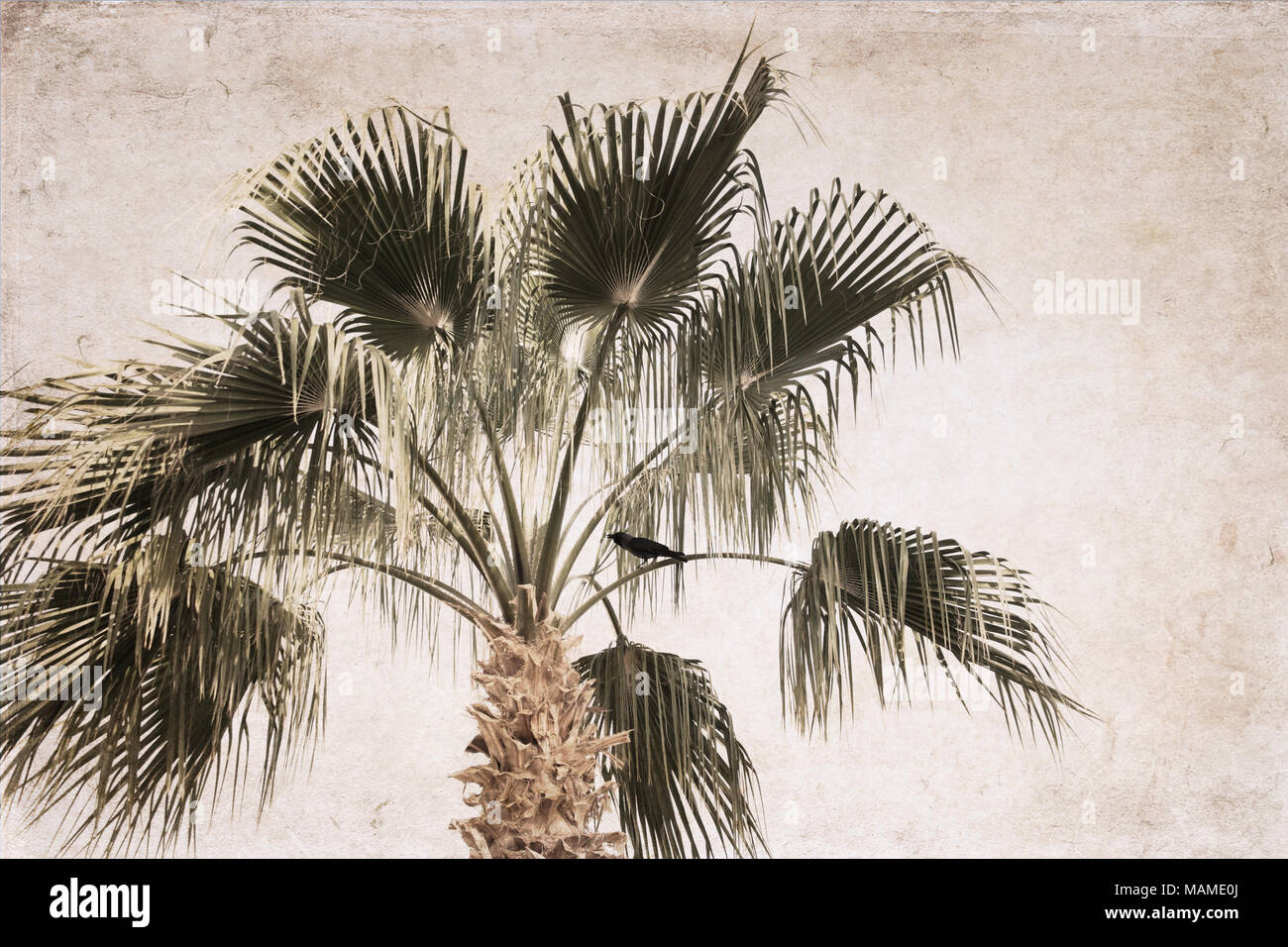 Le opere in stile vintage, Palm, Raven Foto Stock
