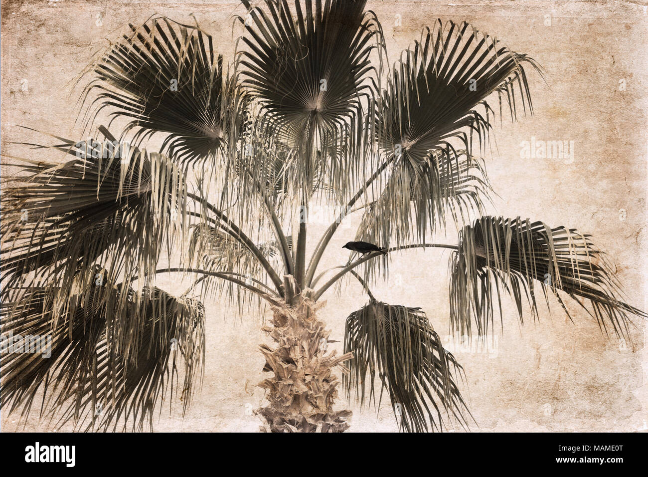 Le opere in stile vintage, Palm, Raven Foto Stock