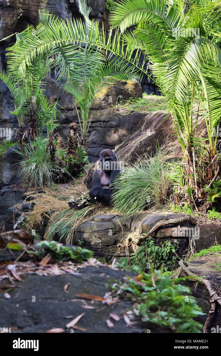 Western pianura gorilla godendo il suo pasto Foto Stock