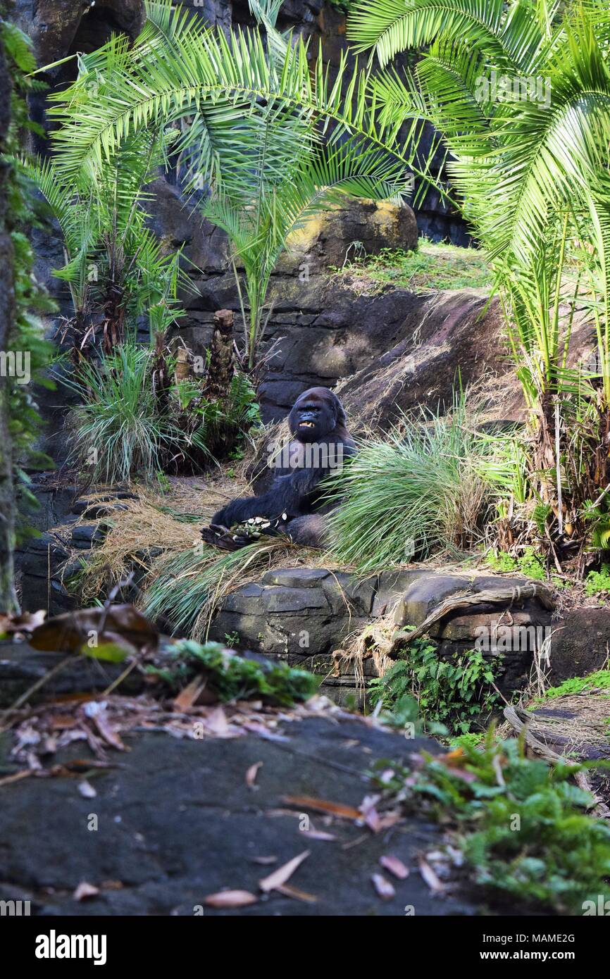 Western pianura gorilla godendo il suo pasto Foto Stock