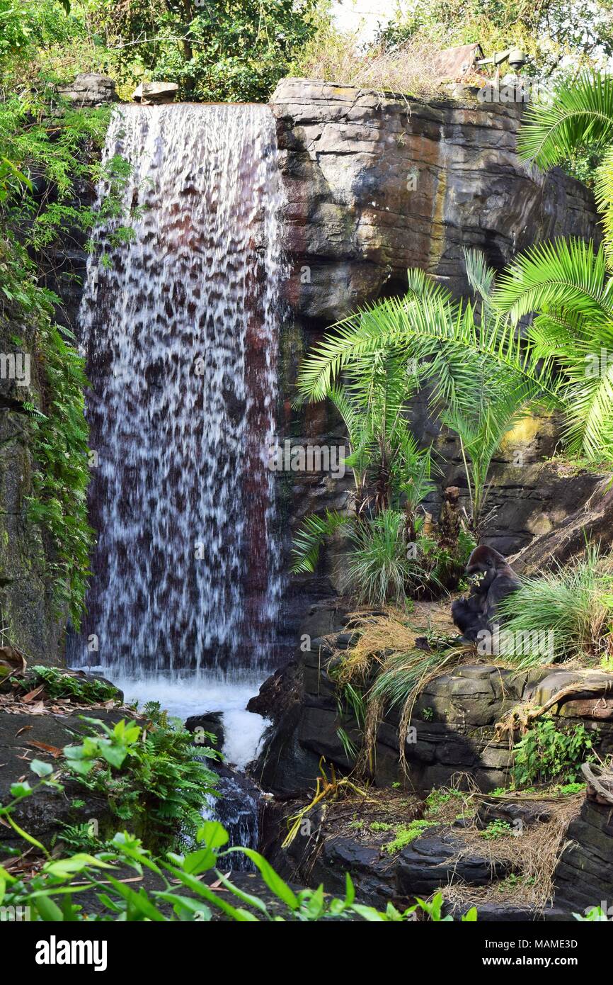 La cascata e pianura occidentale Gorilla Foto Stock
