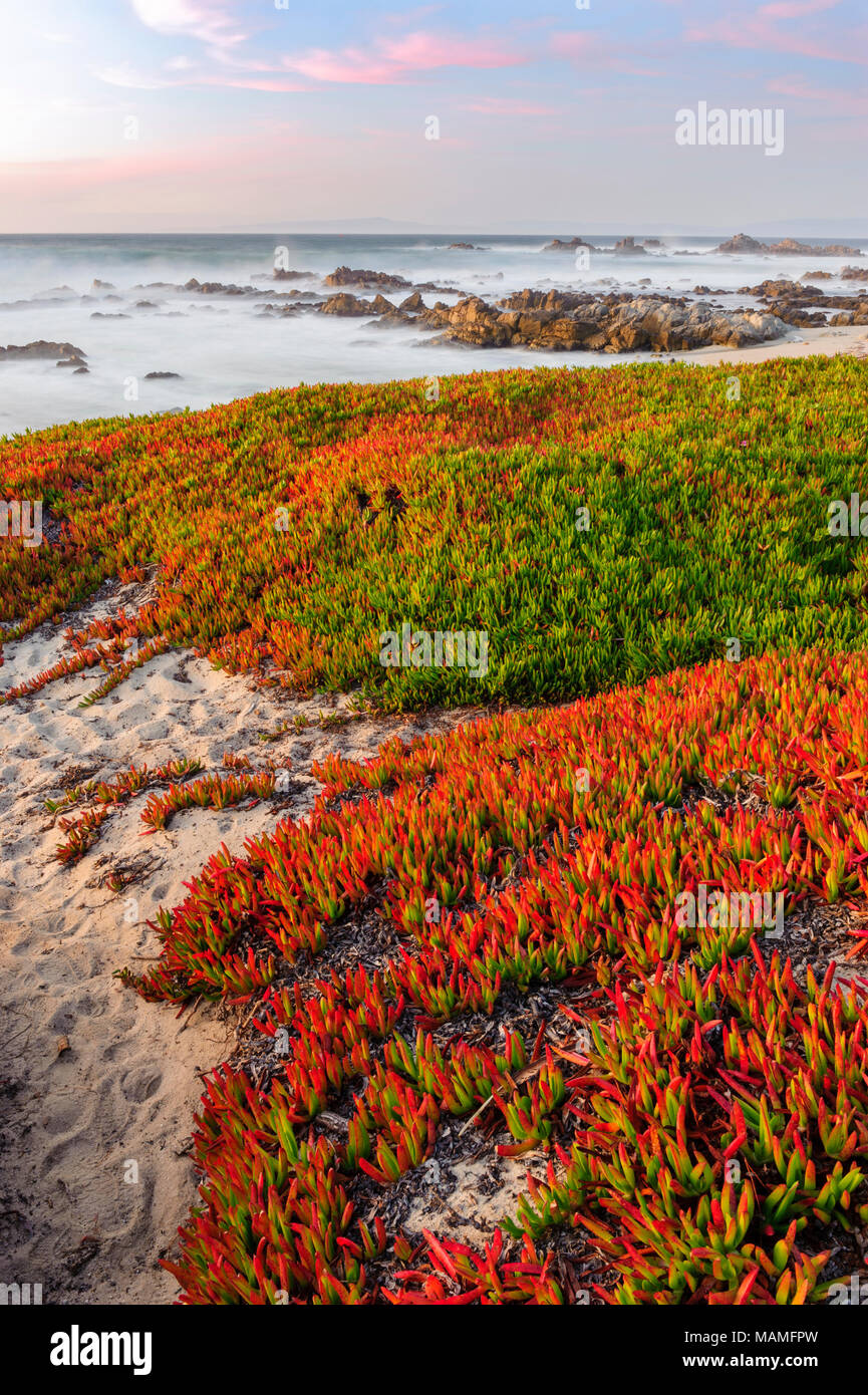 Suggestivo impianto di ghiaccio autostradale (Carpobrotus edulis), fichi Hottentot, fichi aspro, che copre la sabbia della spiaggia a Pacific Grove, Costa della California, Stati Uniti. Foto Stock