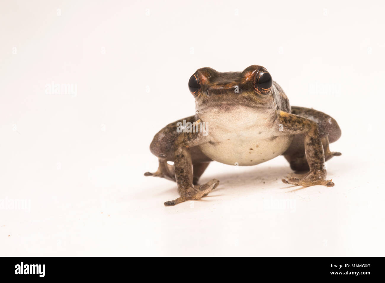 Sebbene non colorata come molti veleni rane, rucola rane e soprattutto il Los tayos rana razzo sono ancora molto carismatico. Isolato su bianco. Foto Stock
