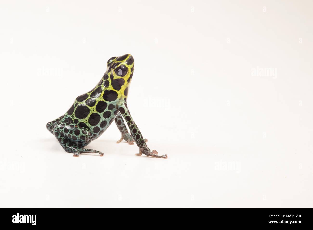 Un rigurgito di veleno (rana Ranitomeya coenobita) è uno dei minuscoli miniatura rane di veleno. Essa è simile a R. imitatore, mullerian imitare. Foto Stock