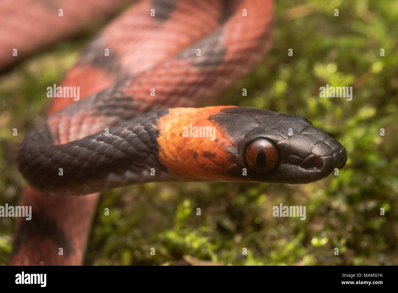 Il piatto tropicale snake (Siphlophis compressus) è un colorato abitante della foresta pluviale tropicale da centrale a Sud America, si nutre di lucertole. Foto Stock