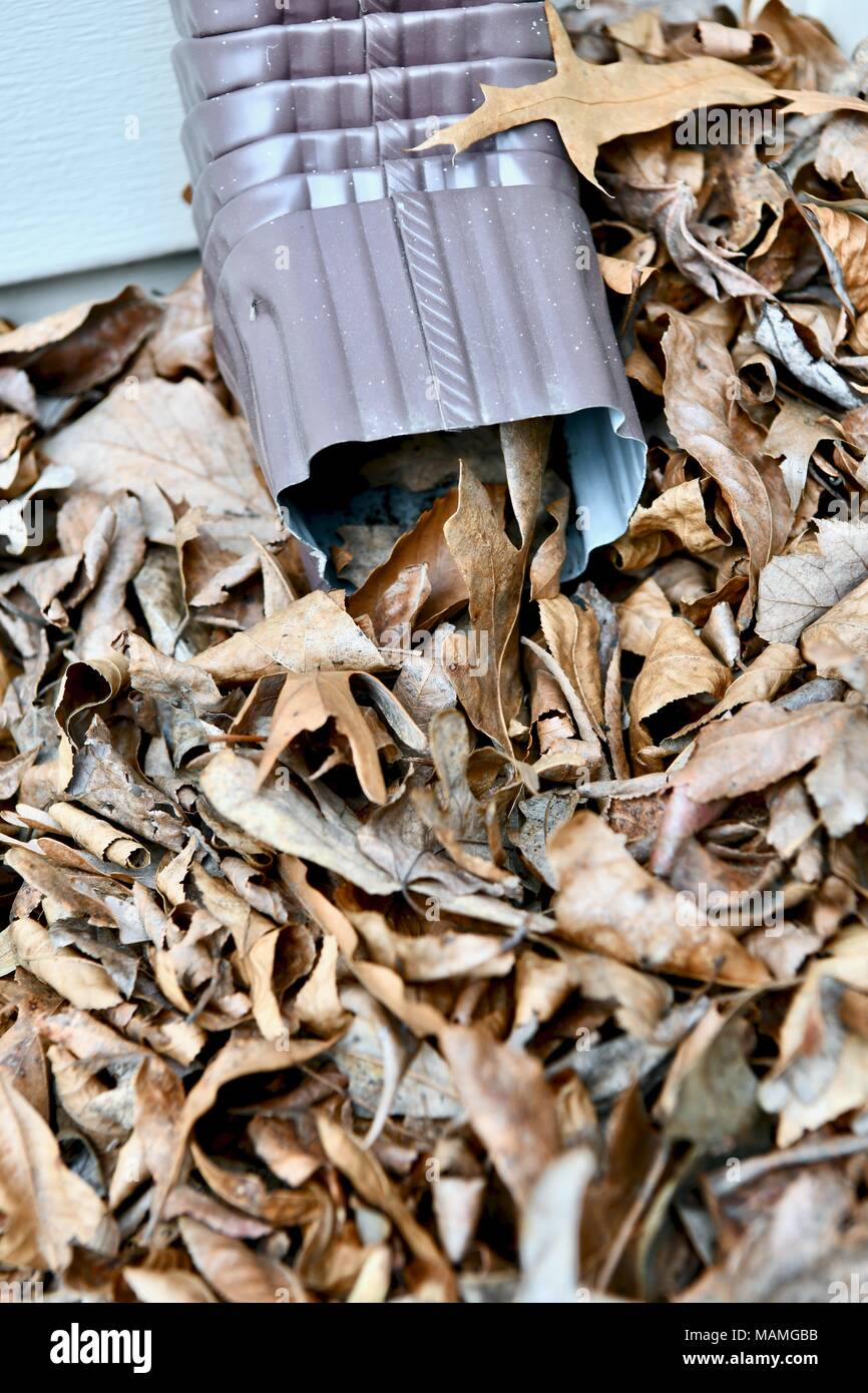 Foglie morte bloccando il fondo di una canaletta su una casa residenziale, STATI UNITI D'AMERICA Foto Stock