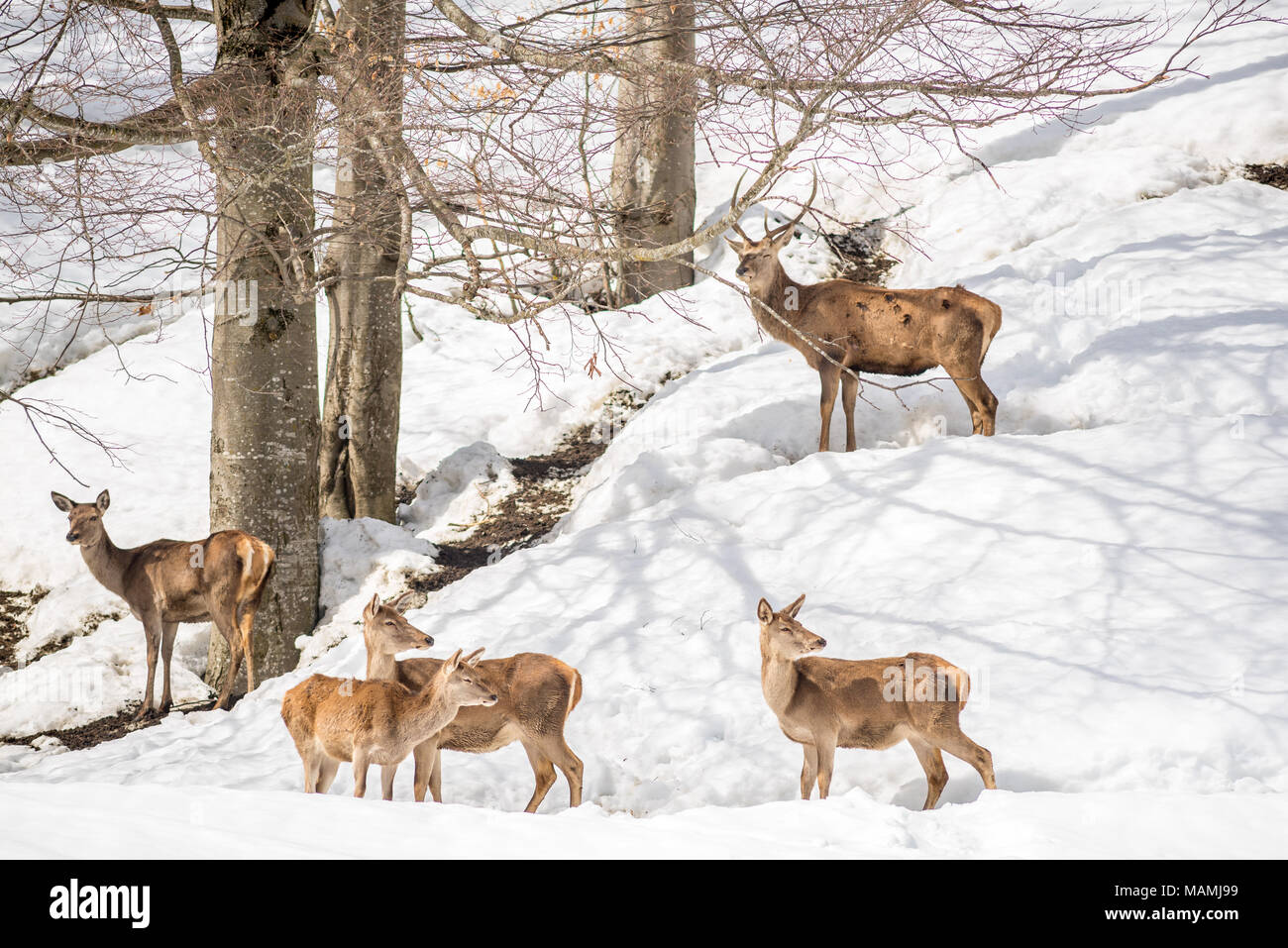 Gruppo di caprioli in un parco nel nord italia in inverno in montagna con la neve Foto Stock