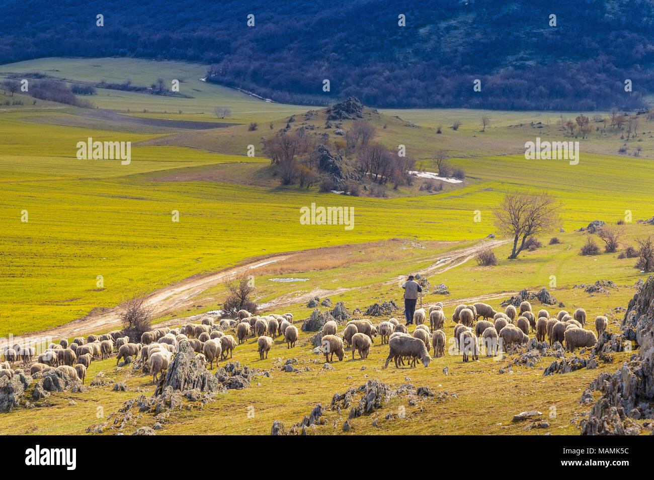 Pecore pastore scendendo dalla montagna Foto Stock