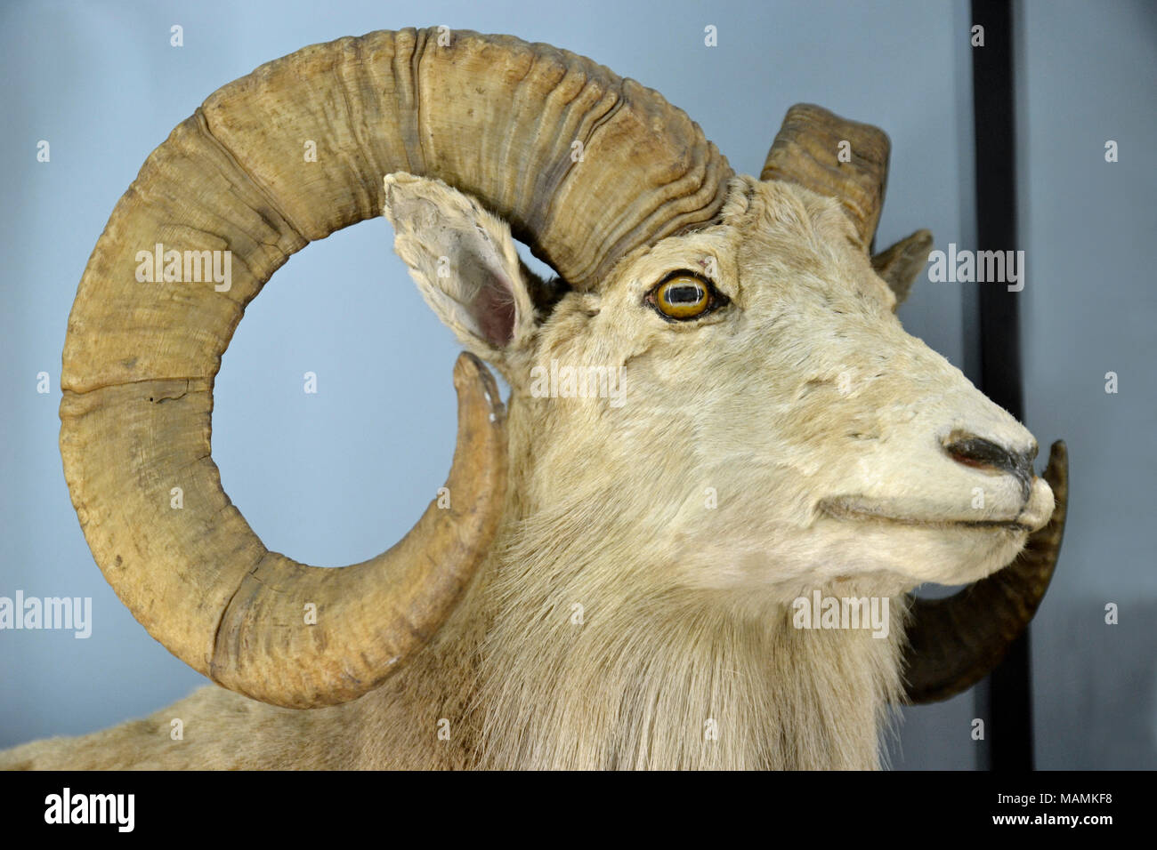 Pecore Bighorn al Natural History Museum di Tring, Hertfordshire, Regno Unito Foto Stock