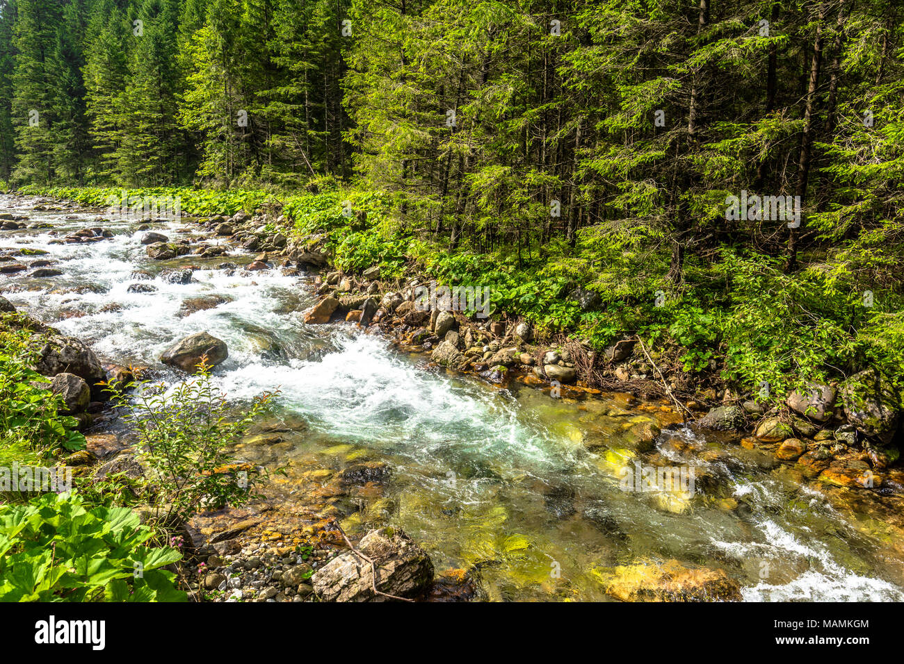 Paesaggio di montagna rapids sulle rive di un fiume in montagna, ambiente naturale in Tatra Foto Stock