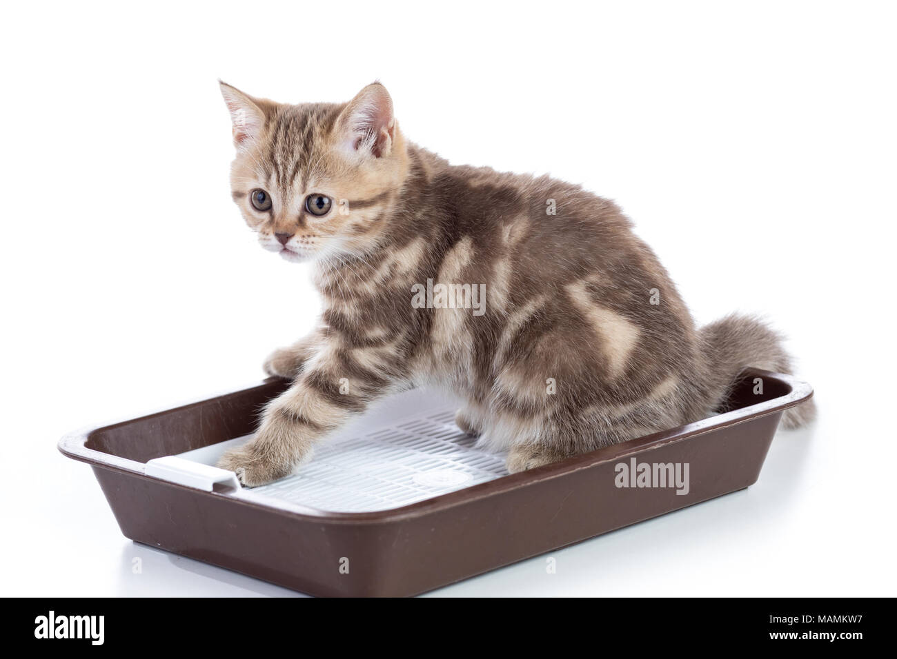 Carino gattino in una toilette. Isolato su sfondo bianco. Foto Stock