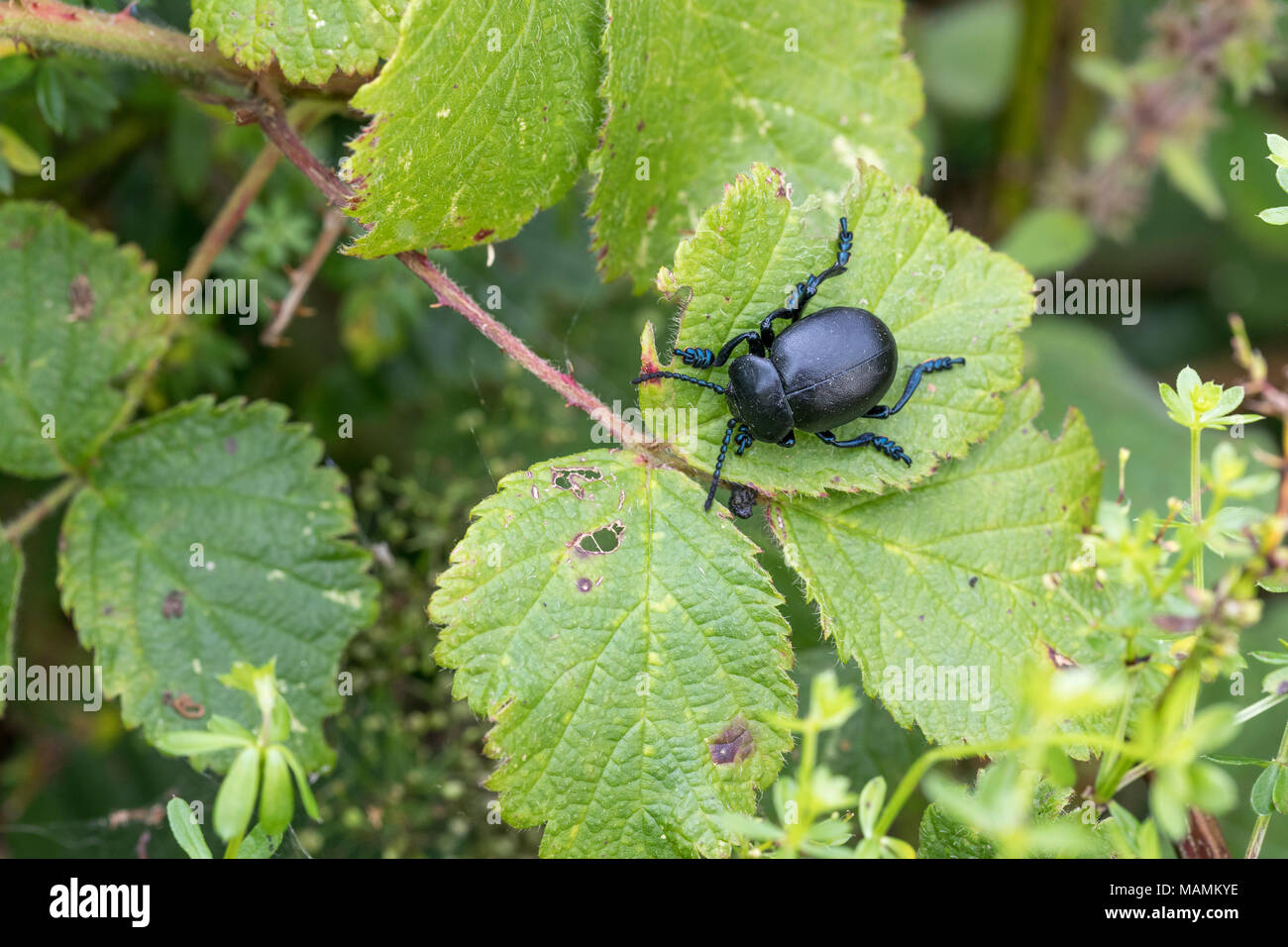 Becchi sanguinosa Beetle; Timarcha tenebricosa singola foglia in Cornovaglia; Regno Unito Foto Stock