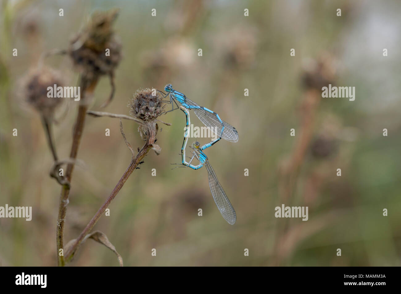 Comune Damselfly blu; Enallagma cyathigerum due; abbinato Cornwall, Regno Unito Foto Stock