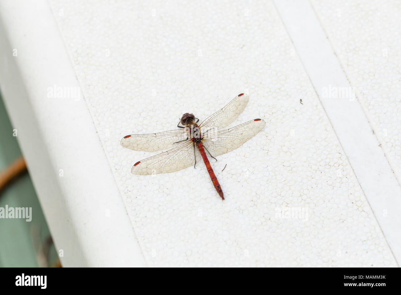 Common Darter Dragonfly; Sympetrum striolatum maschio singolo Cornwall, Regno Unito Foto Stock