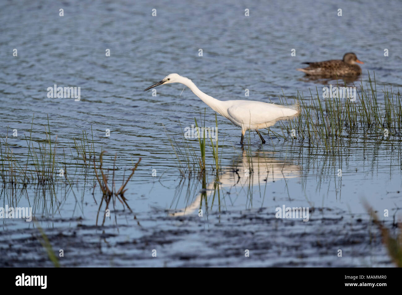Garzetta; Egretta garzetta singolo; Stalking Lancashire, Regno Unito Foto Stock