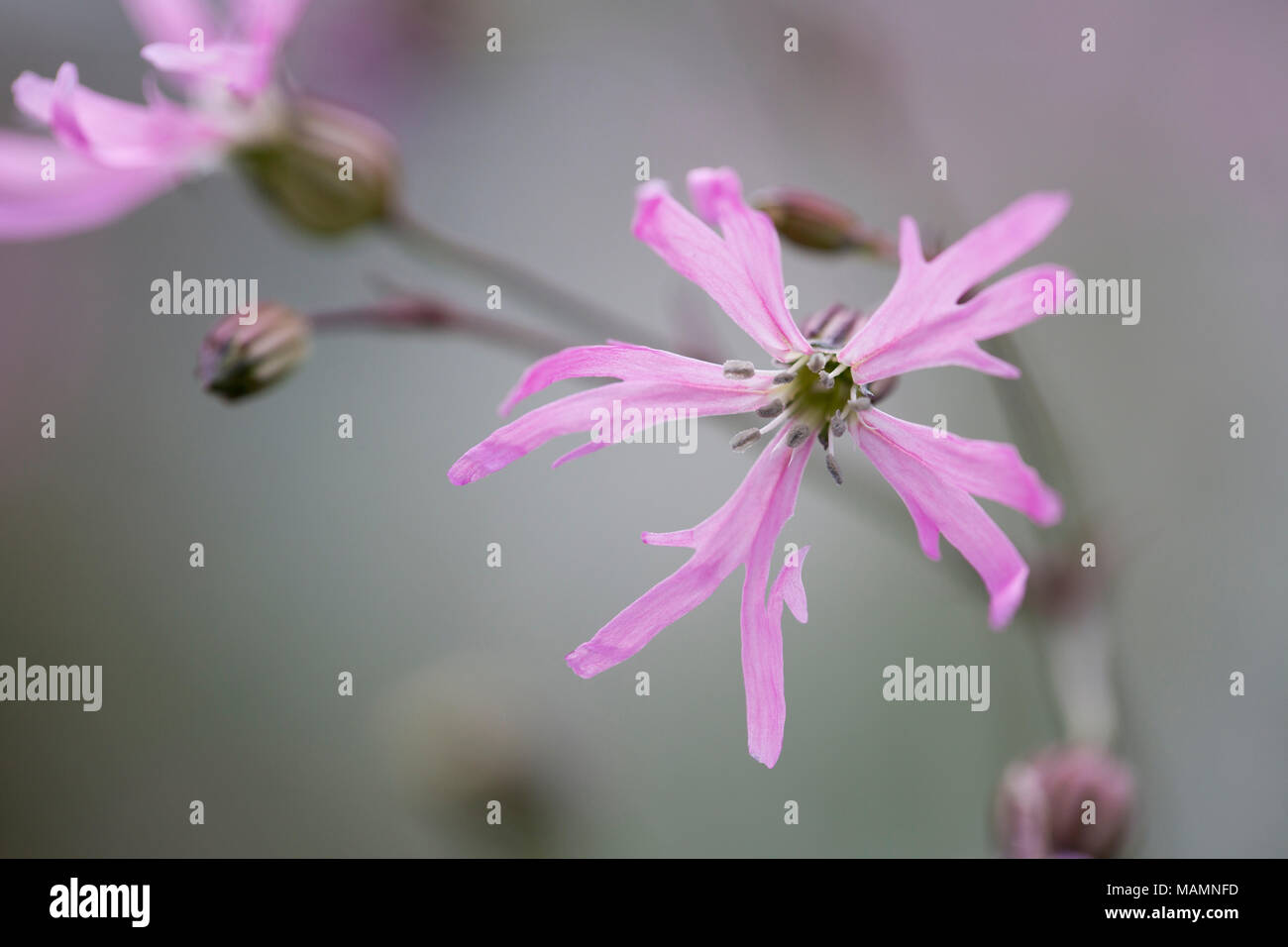 Ragged Robin; Lychnis flos-cuculi Flower Cornwall, Regno Unito Foto Stock