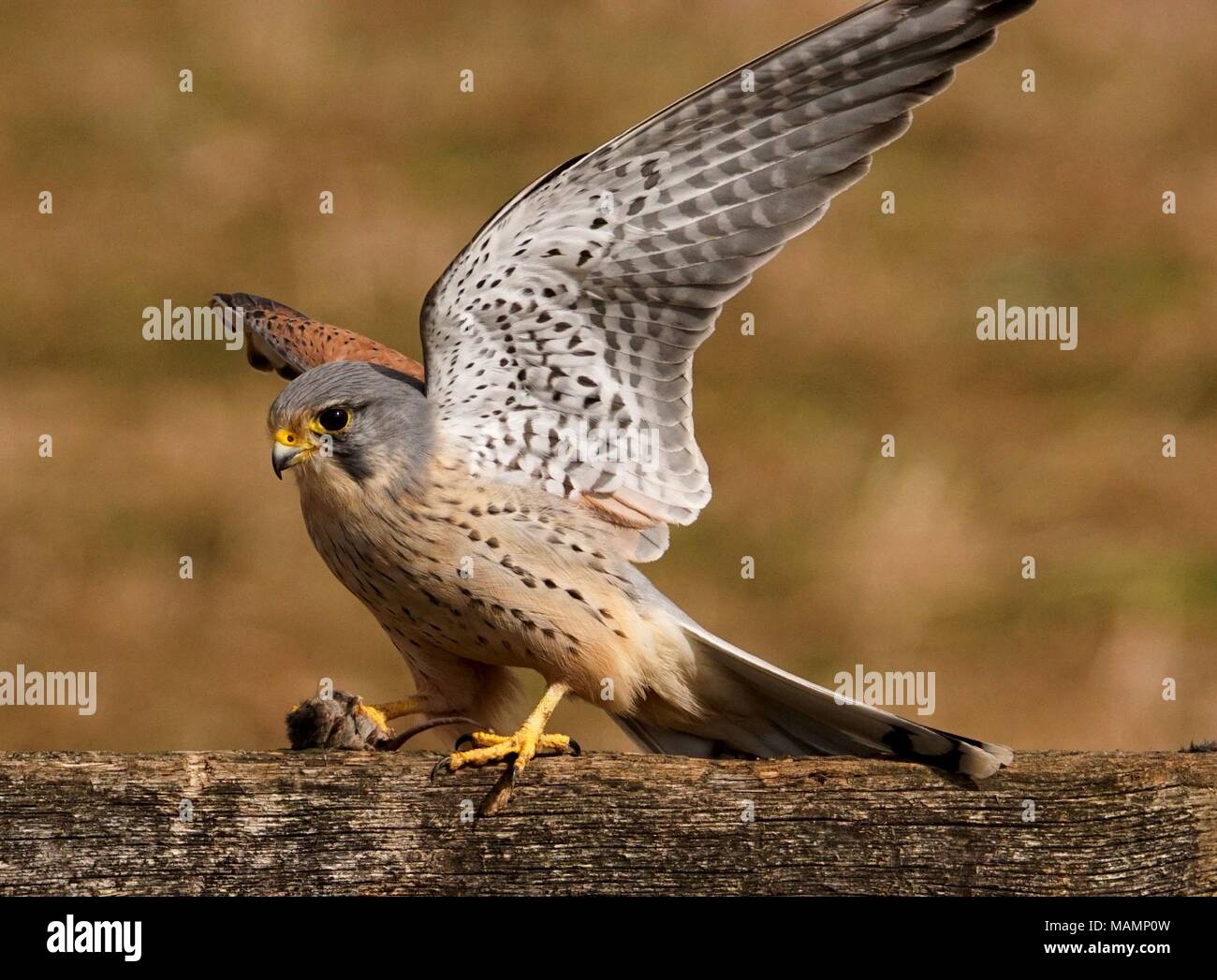 Il Gheppio maschio con la preda Foto Stock