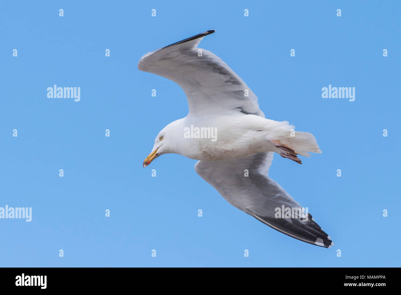 Un Gabbiano Aringhe (Larus argentatus) in volo aginst un luminoso blu cielo privo di nuvole. Foto Stock