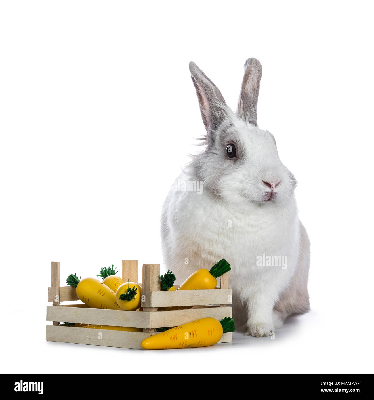 Carino bianco e grigio shorthair bunny seduto accanto a scatola di legno con finti carote isolati su sfondo bianco di fronte alla fotocamera Foto Stock