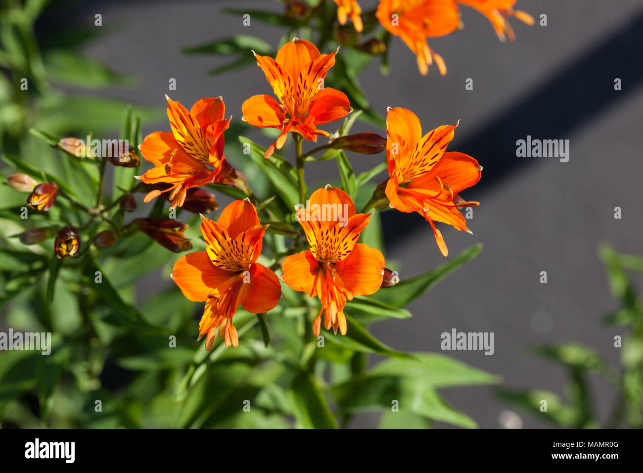 Giglio degli Incas, Guldasltrömeria (Alstroemeria aurea) Foto Stock