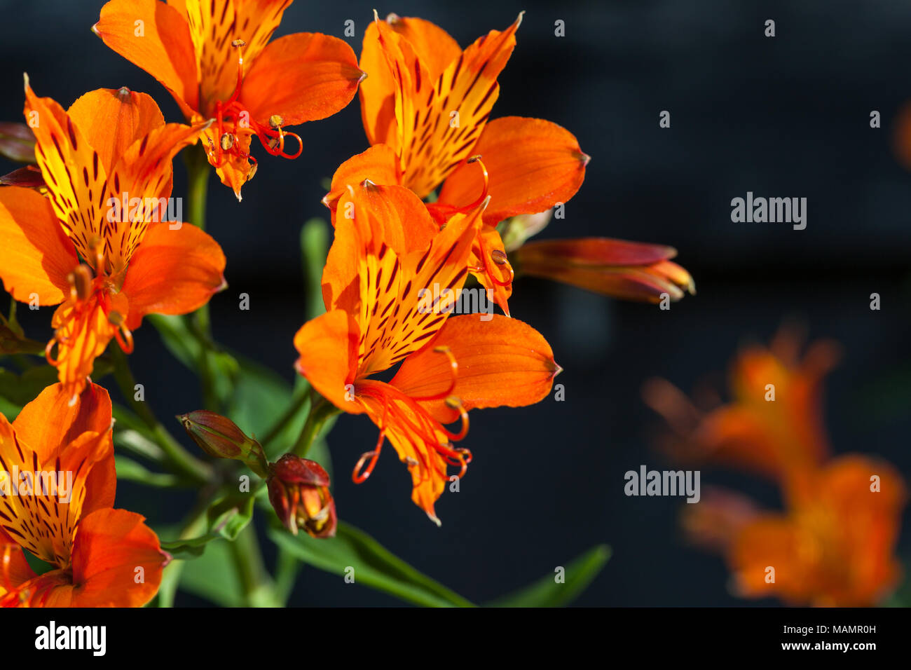 Giglio degli Incas, Guldasltrömeria (Alstroemeria aurea) Foto Stock