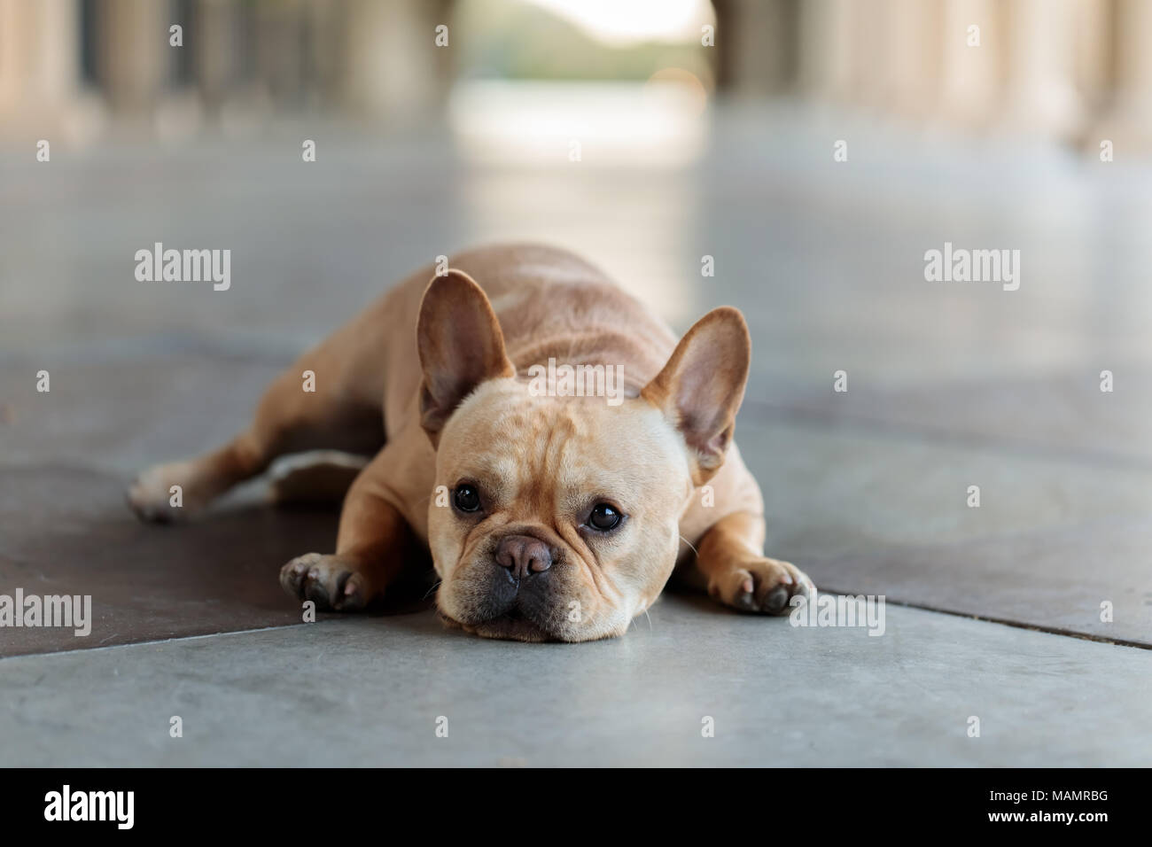Bulldog francese sdraiato sul pavimento. Foto Stock