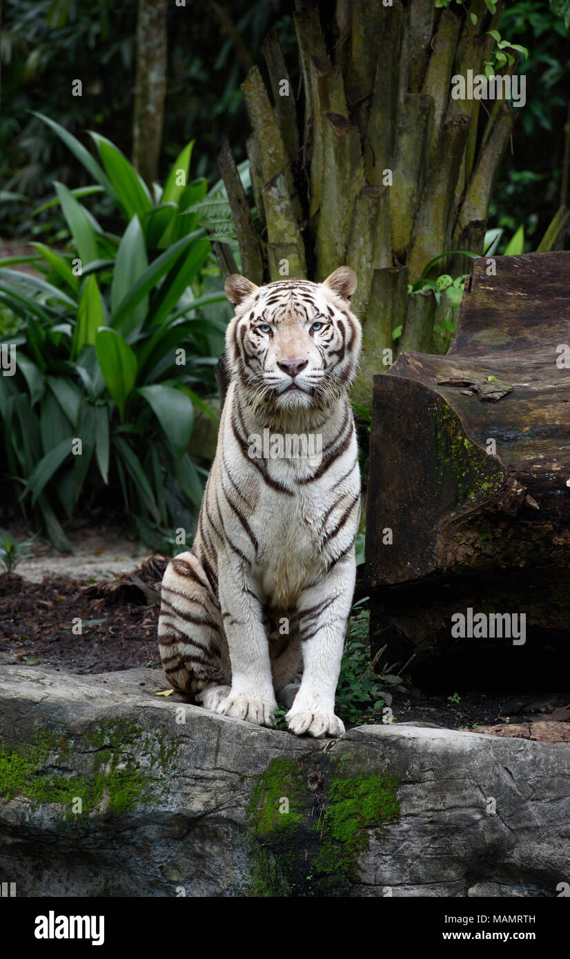 Tiger in una giungla. Tigre bianca del Bengala si siede su una roccia con sfondo naturale Foto Stock