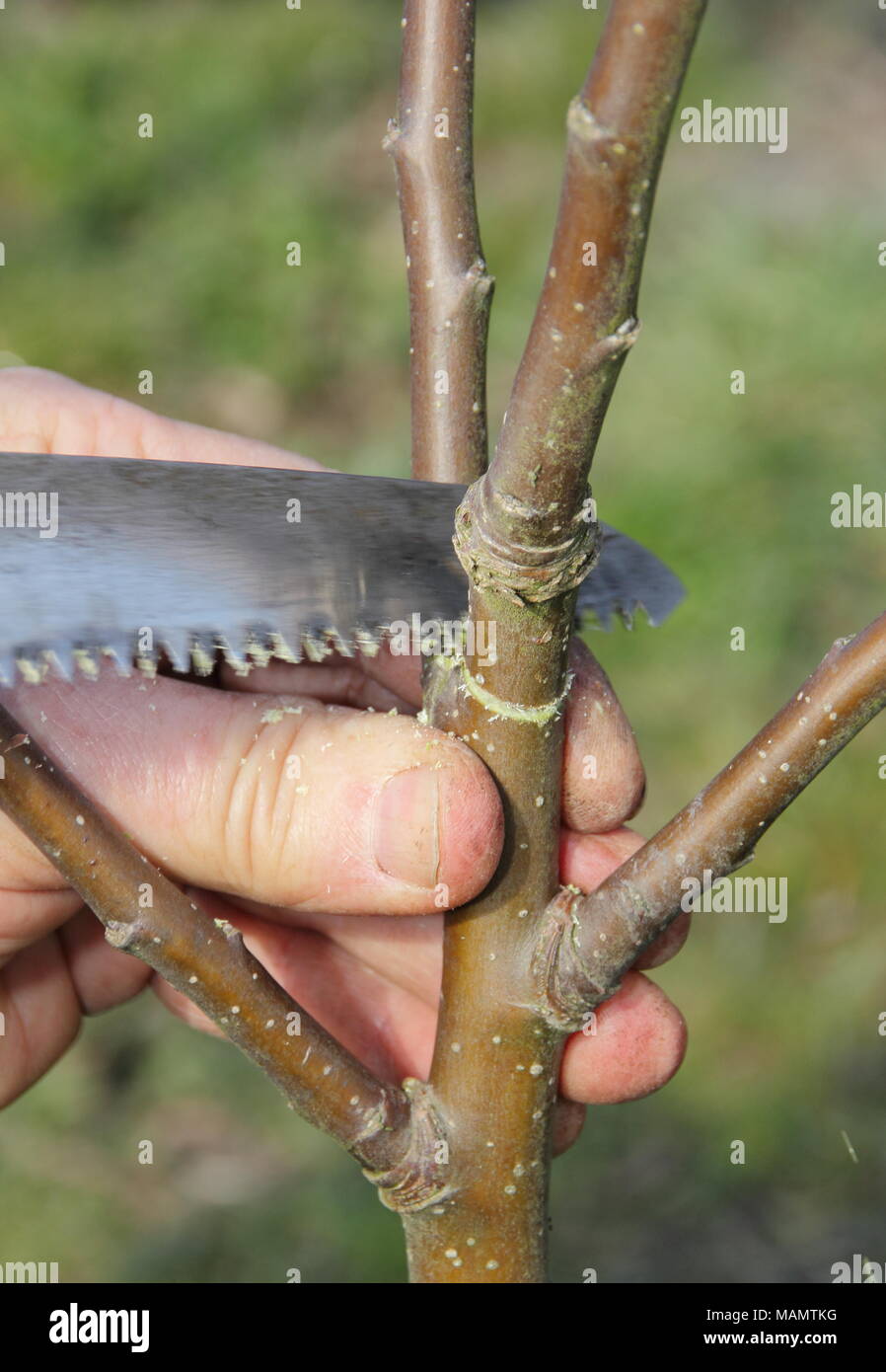 Giovane potatura di melo immagini e fotografie stock ad alta risoluzione -  Alamy