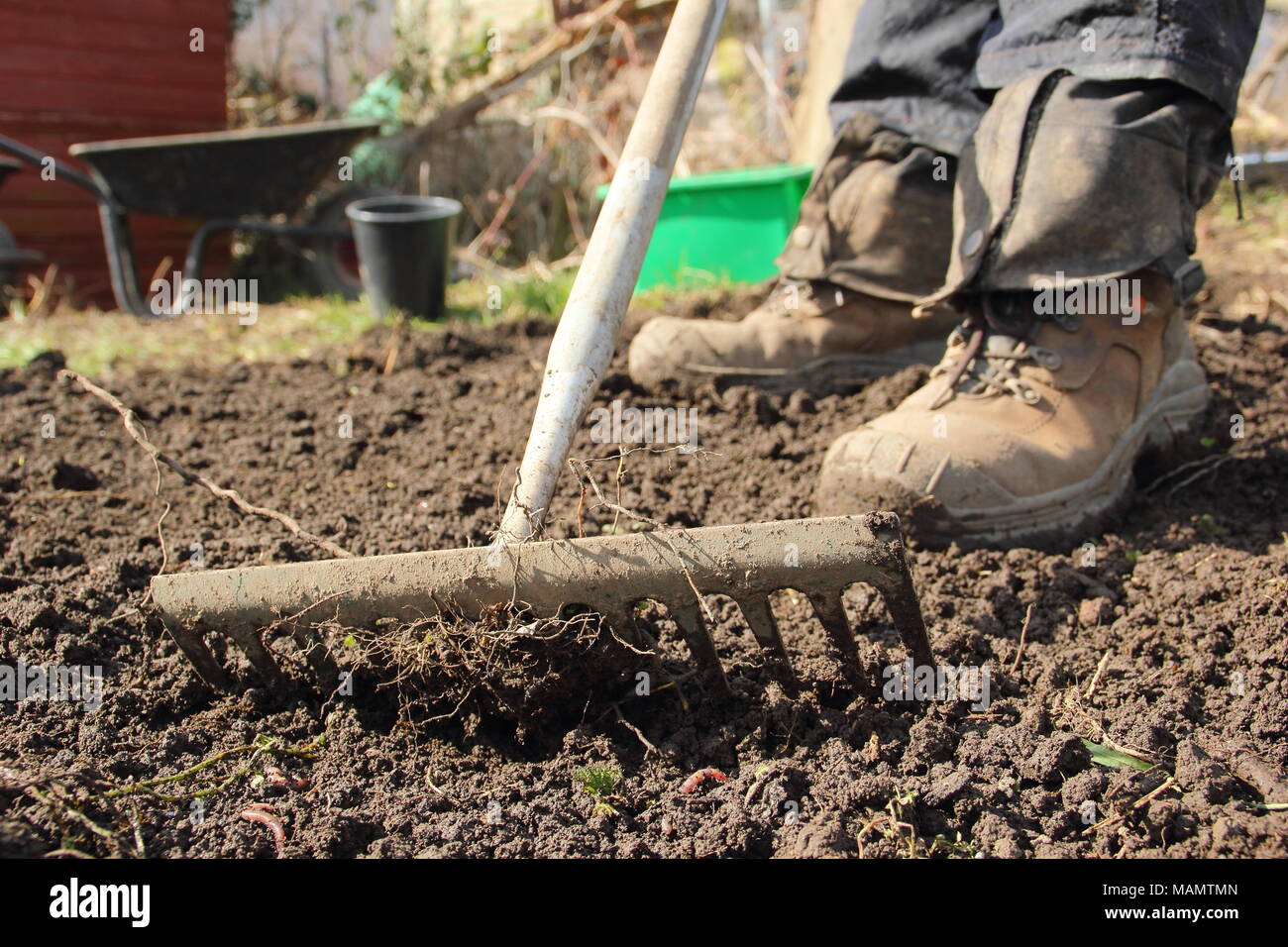 Rastrellare il terreno. Il giardiniere utilizza un rastrello orizzontale per rompere il terreno e rimuovere le erbacce in un letto vegetale prima della piantagione, all'inizio della primavera, Regno Unito Foto Stock