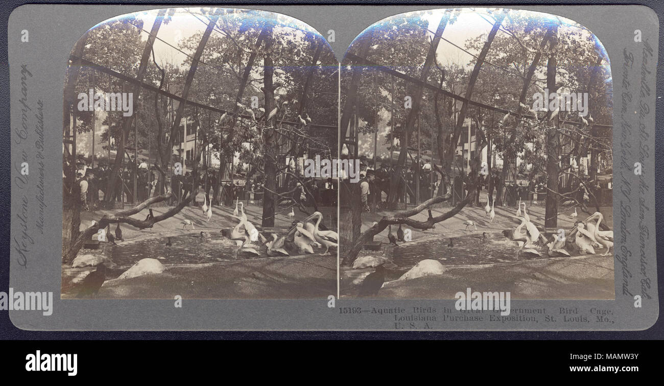 Titolo: gli uccelli acquatici in grande governo Bird Cage. [Louisiana Purchase Exposition]. 15193 K. . 1904. Keystone View Company Foto Stock