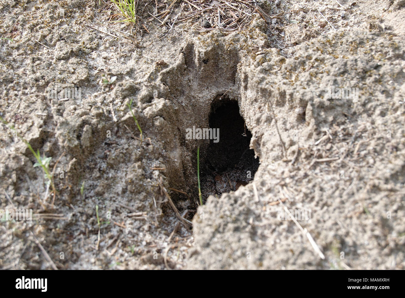 Il Serpente di coniglio o foro nel terreno di argilla sabbiosa Foto Stock