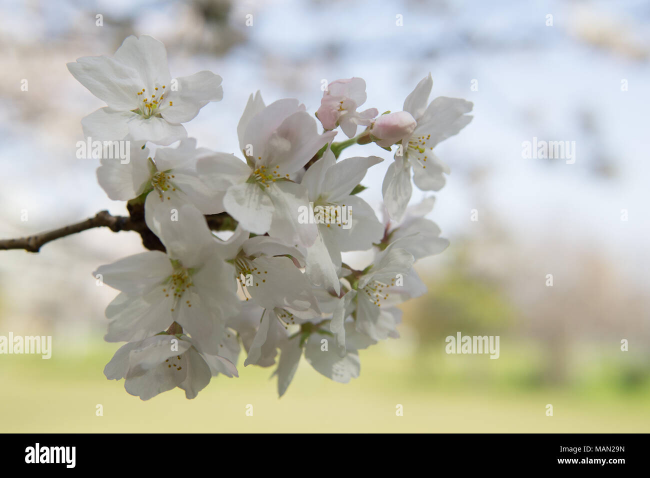 La fioritura dei ciliegi in Giappone Foto Stock