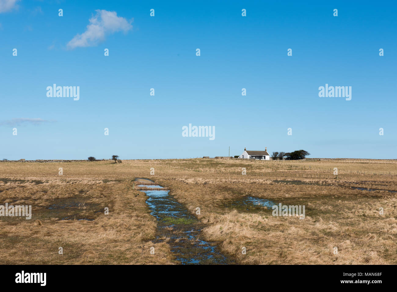 Cottage remoto dipinto di bianco su Holy Island, Northumberland, Regno Unito, circondato da paludi umide sotto un cielo azzurro Foto Stock