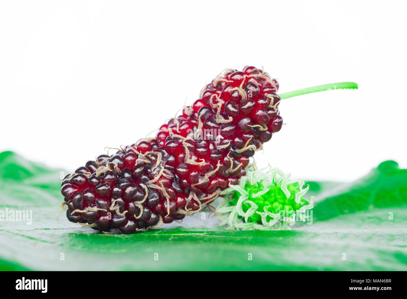 Close up di mulberry vide dettaglio. Il frutto è ricco di vitamina C su sfondo bianco. Foto Stock