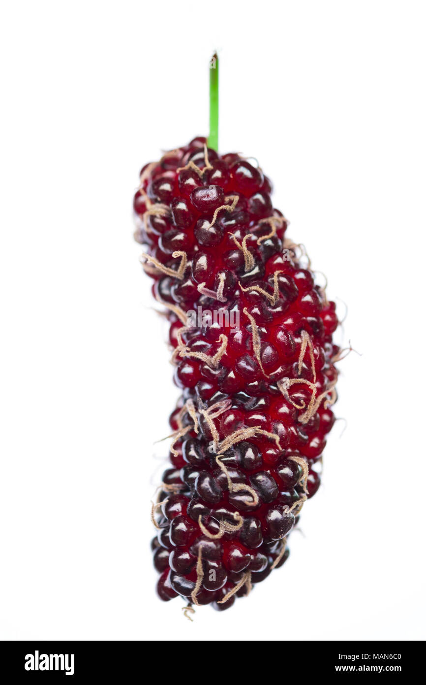 Close up di mulberry vide dettaglio. Il frutto è ricco di vitamina C su sfondo bianco. Foto Stock