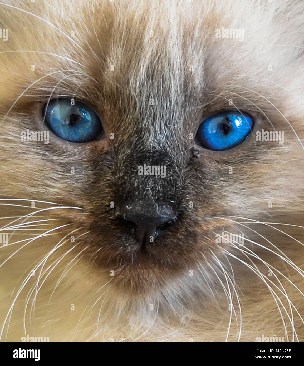 Il ritratto del gatto Siberiano con gli occhi blu. Primo piano Foto Stock
