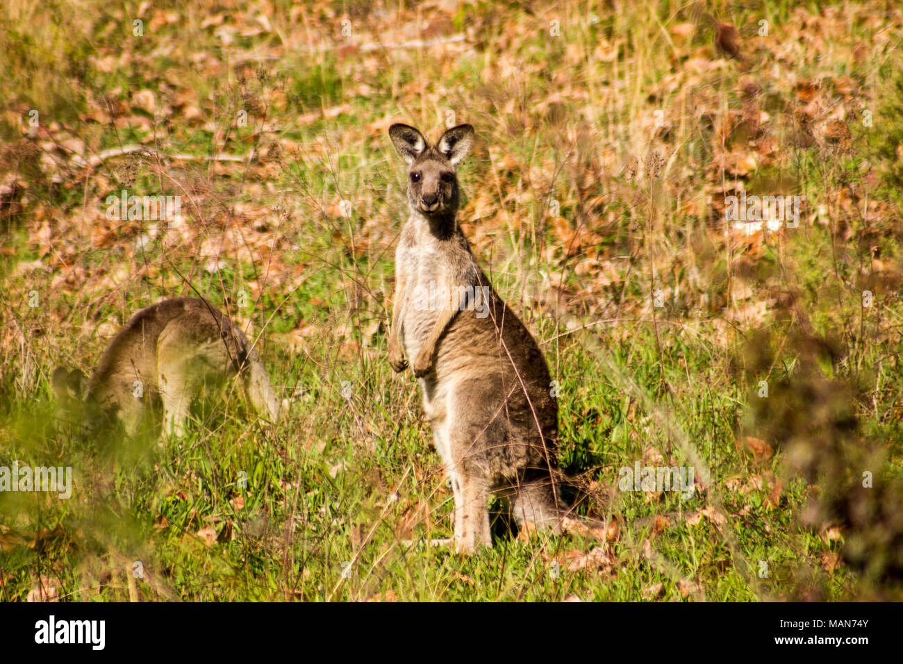 Madre Kangaroo si eleva alto mentre il suo joey alimenta sull'erba, l'insolita attrazione a Talbingo Parco Turistico Foto Stock
