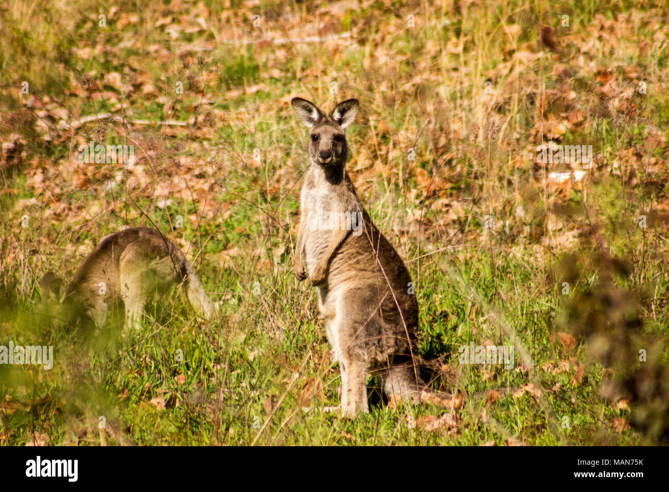 Madre Kangaroo si eleva alto mentre il suo joey alimenta sull'erba, l'insolita attrazione a Talbingo Parco Turistico Foto Stock