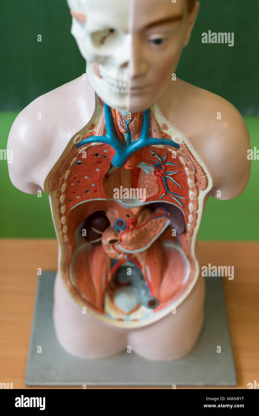 Artificiale umana il modello del corpo. Classe di biologia. Insegnamento di anatomia aiuto. Il concetto di istruzione. Foto Stock