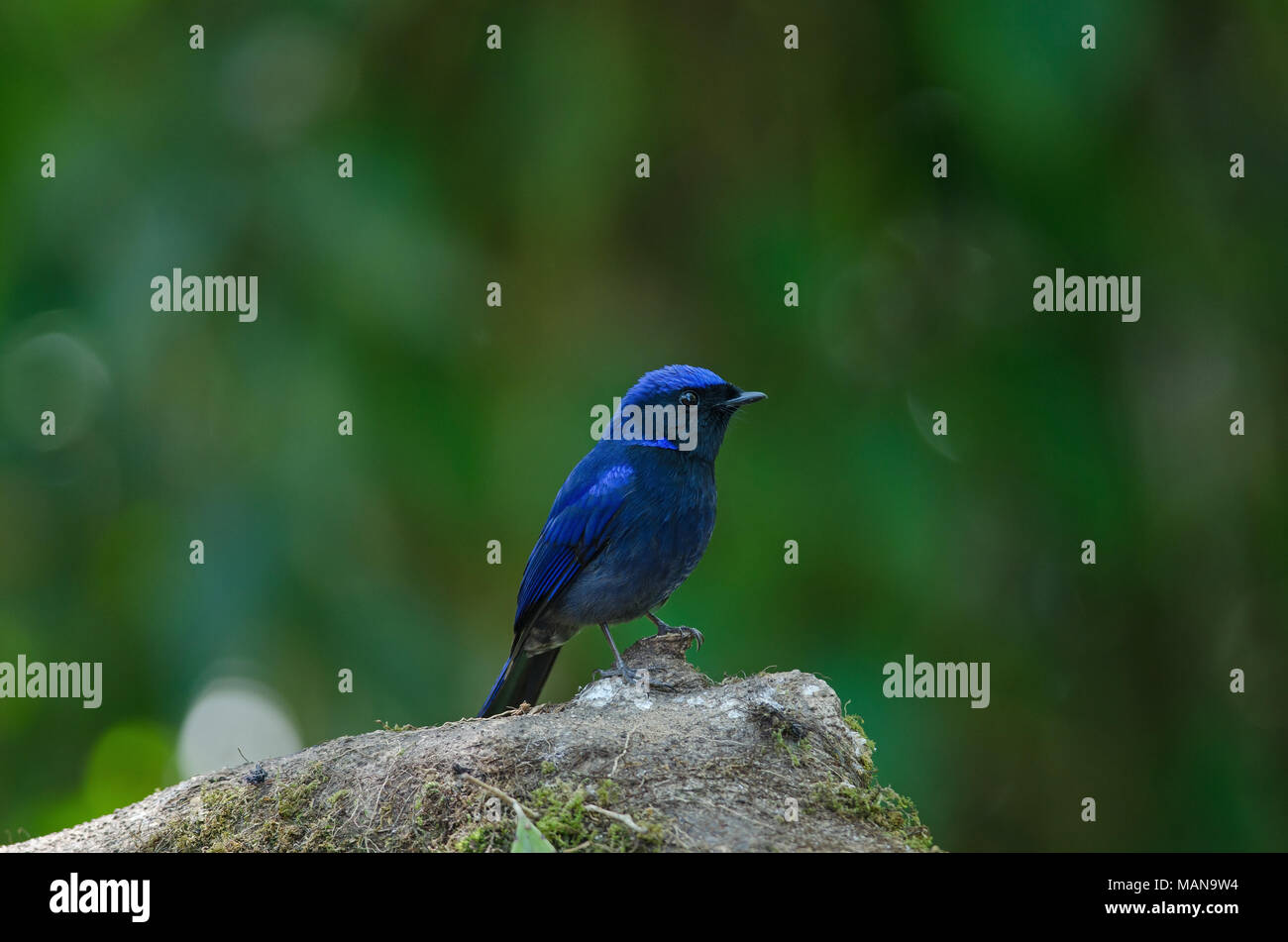 Grande maschio Niltava (Niltava grandis) nella natura della Thailandia Foto Stock