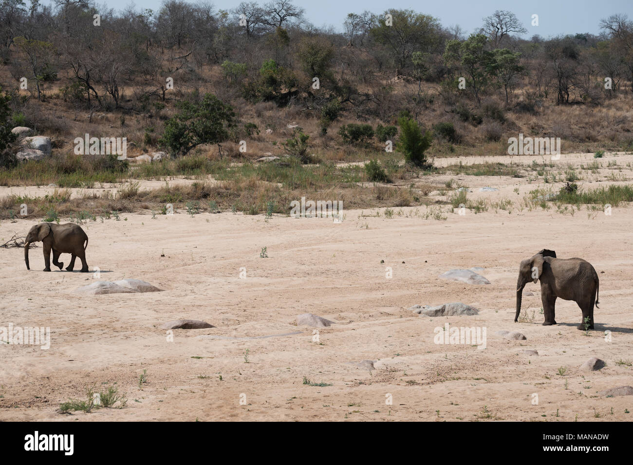 Due elefanti che attraversa un fiume secco Foto Stock