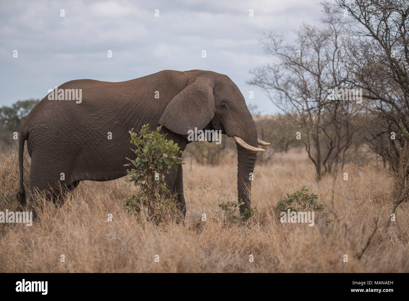 Un elefante bull con un orecchio floppy Foto Stock