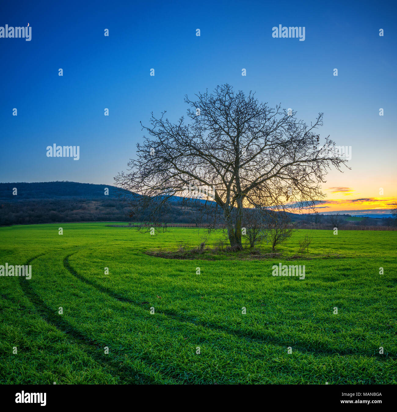 Albero solitario su un campo verde nel tramonto d'inverno. Foto Stock