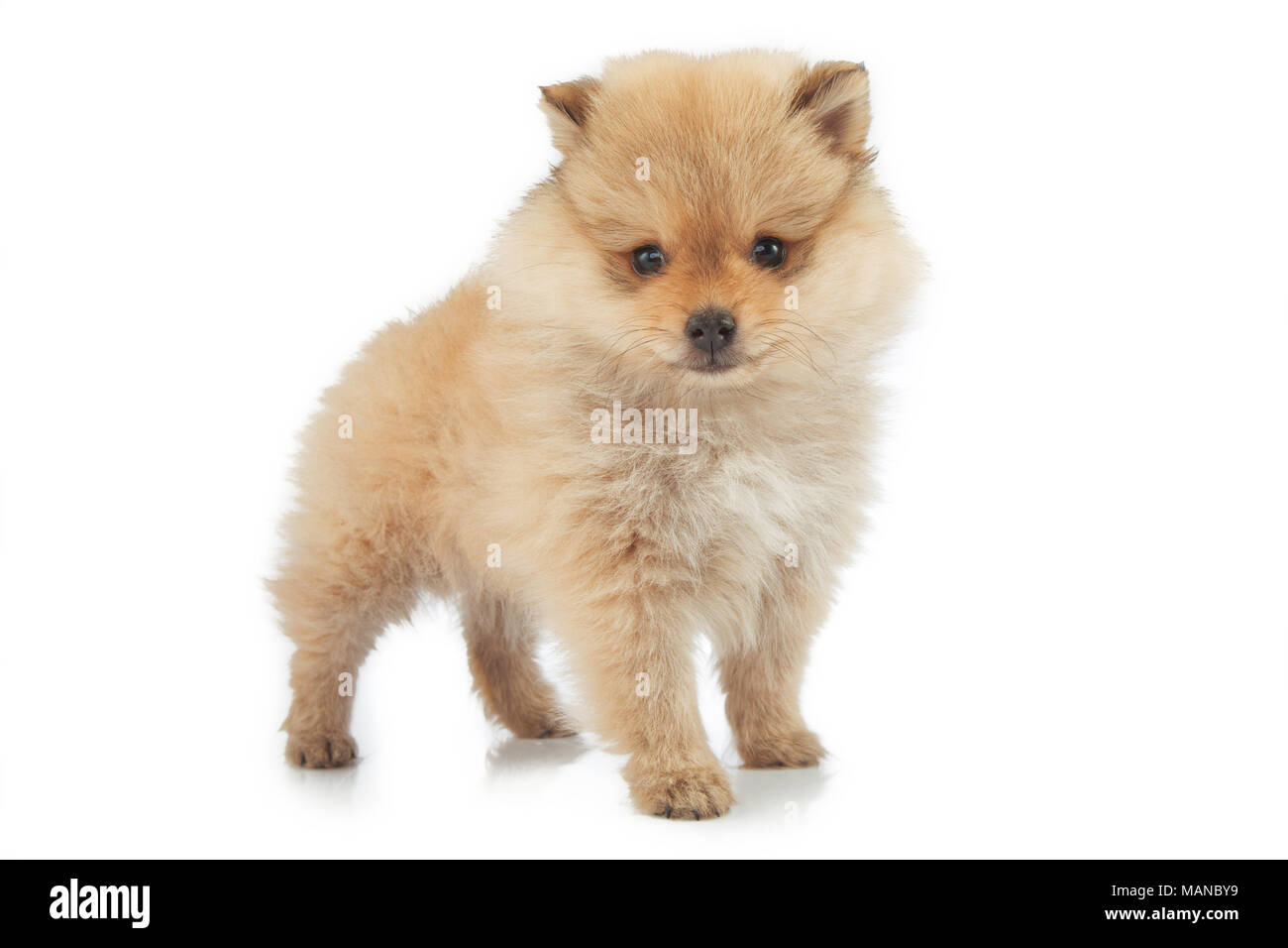 Ritratto di bella Pomerania cucciolo, isolati su sfondo bianco Foto Stock