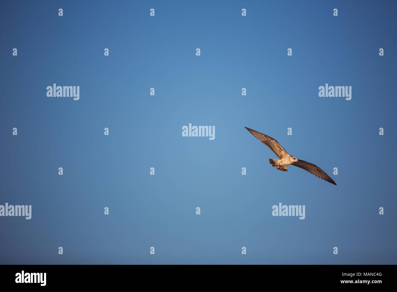 Flying seagull nel blu cielo chiaro su sunrise Foto Stock